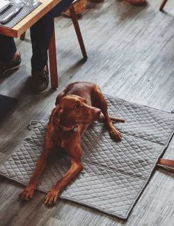 Cosmo Dog Travel Bed