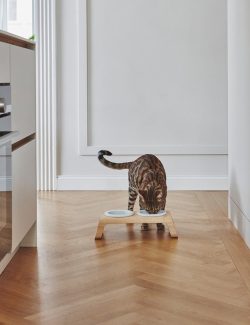 Desco Cat Bowls 2
